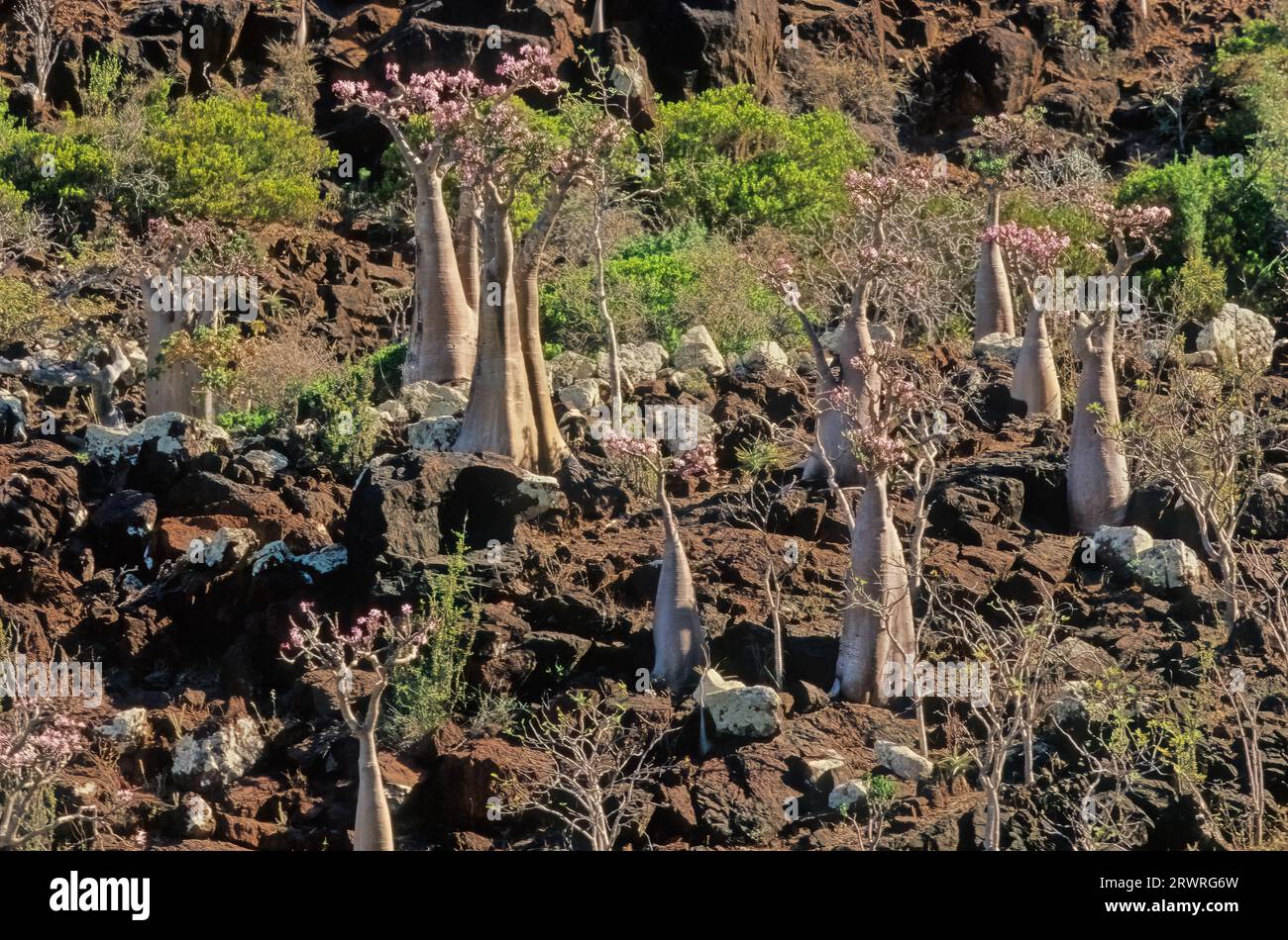 L'Adenium obesum, più comunemente noto come rosa del deserto, è una specie velenosa di pianta da fiore appartenente alla tribù Nerieae della sottofamiglia Apocyn Foto Stock