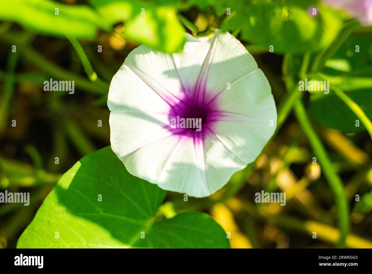 Fiore di colore Morning Glory, bianco estivo o rosa pallido. Gli spinaci d'acqua cinesi, o Ipomoea aquatica, fanno parte del genere Morning Glory, la tromba Foto Stock