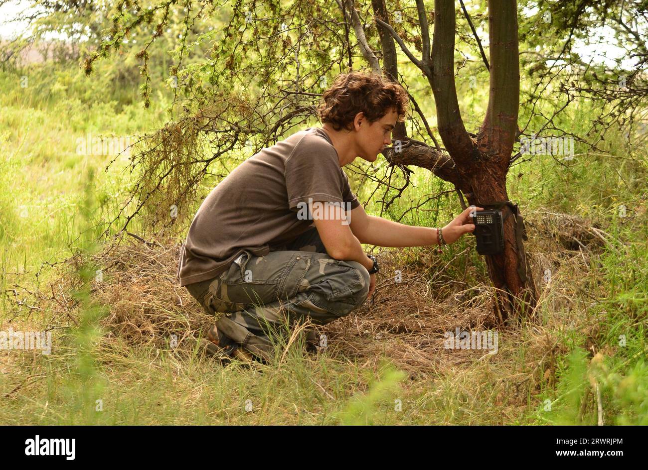 Un giovane biologo maschio che ambienta una trappola fotografica su un albero in una foresta asciutta indossando abiti mimetici Foto Stock