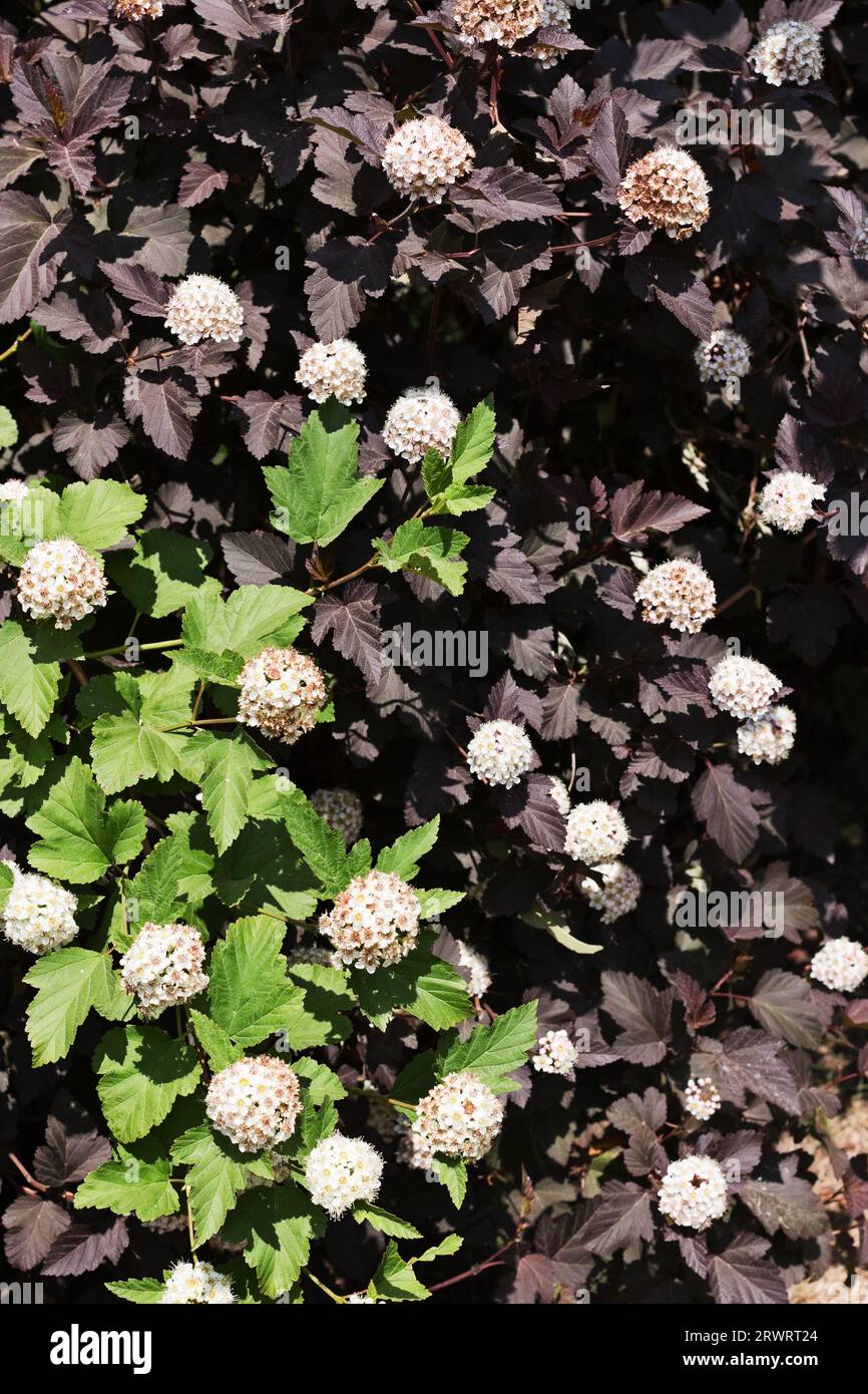 Viburnum di arbusti fioriti con foglie verdi e viburno dalle foglie marroni Foto Stock