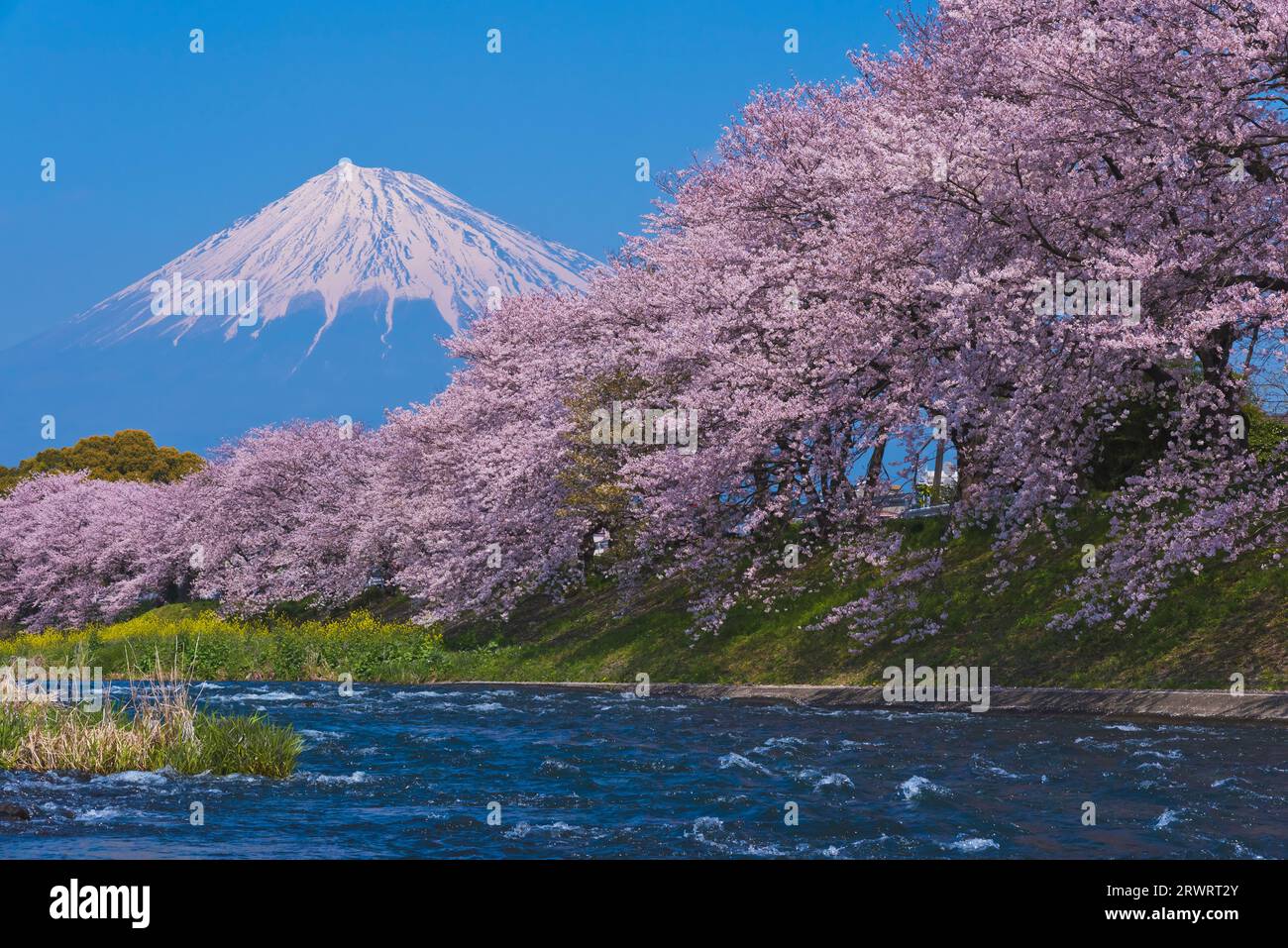 Fuji nel cielo blu e fiori di ciliegio a Ryuganbuchi sul fiume Juni Foto Stock