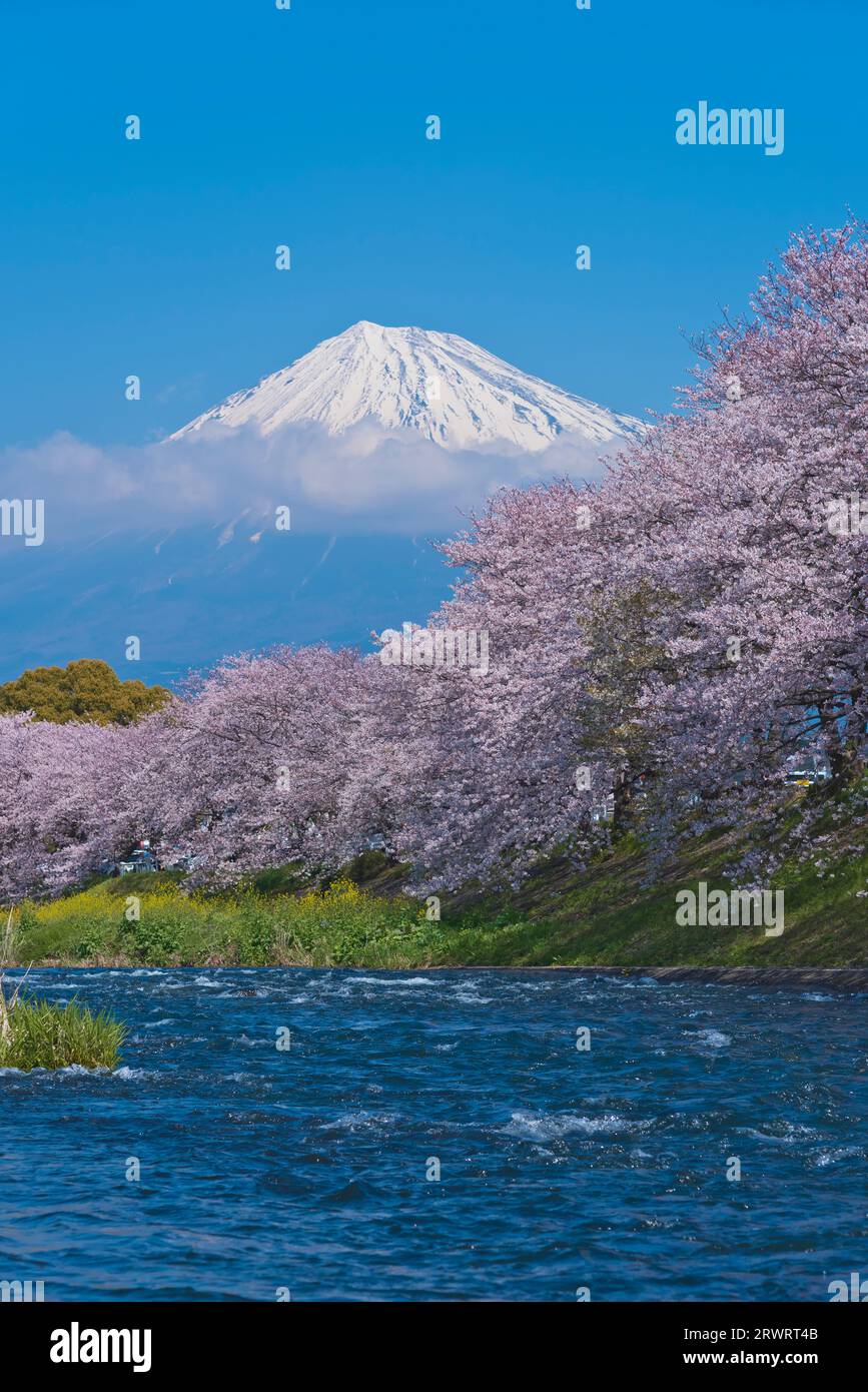 Fuji nel cielo blu e fiori di ciliegio a Ryuganbuchi sul fiume Juni Foto Stock