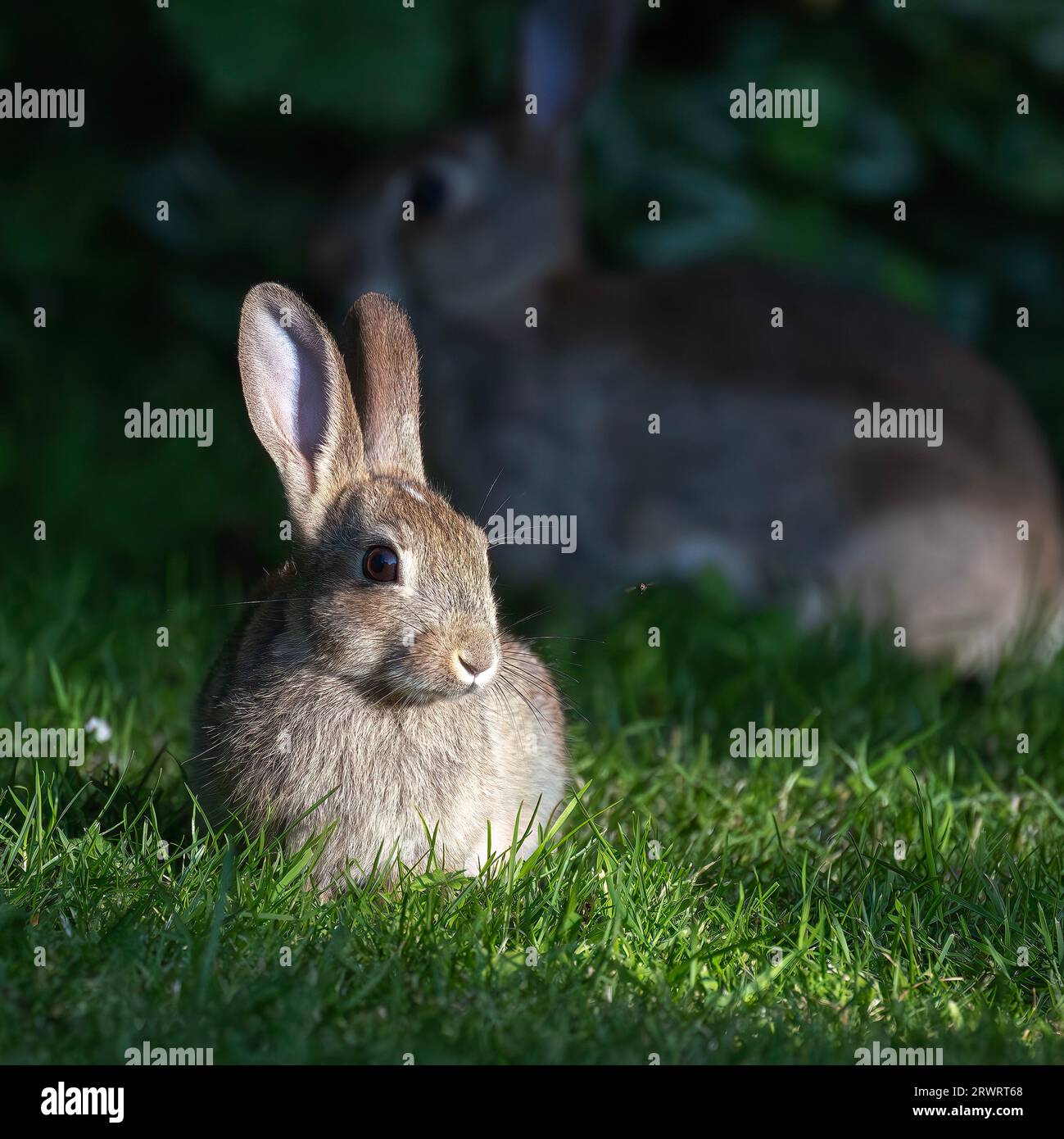 Un giovane Rabbit Oryctolagus cuniculu sedeva al sole serale, in un giardino del Nord Norfolk nel Regno Unito. Foto Stock