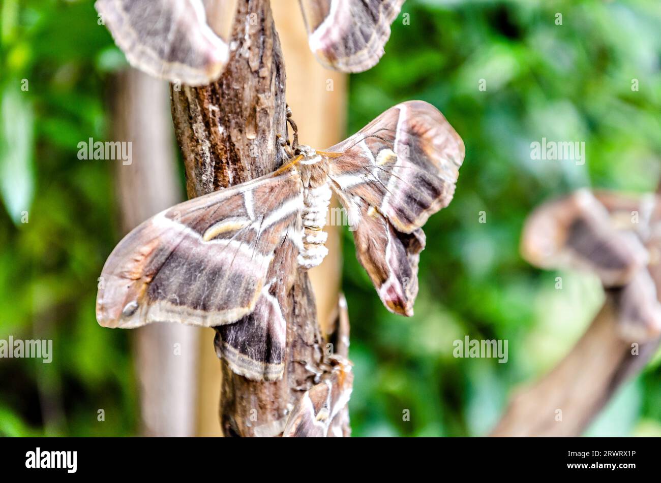 Primer plano de la mariposa nocturna Samia Ricini Foto Stock