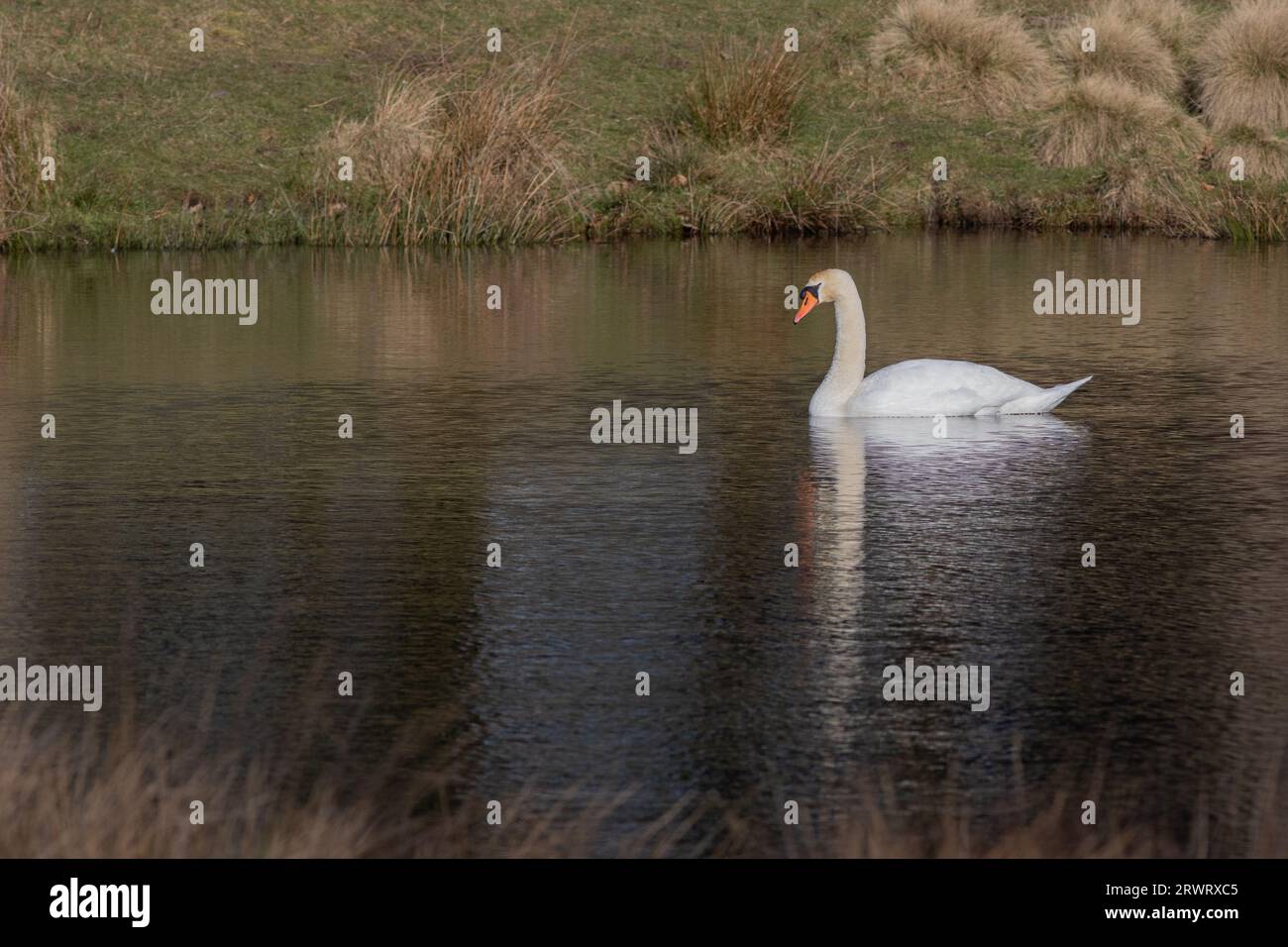 Una scena tranquilla in cui un cigno muto nuota su un lago. Non ci sono persone e c'è spazio per il testo intorno al cigno Foto Stock