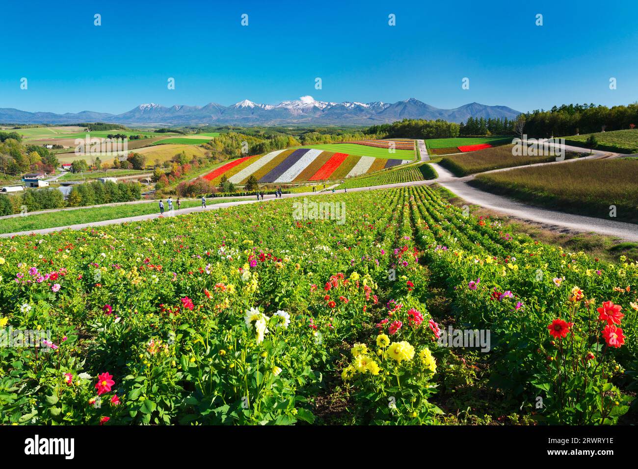 Shikisai no Oka e la catena montuosa Tokachidake in autunno Foto Stock