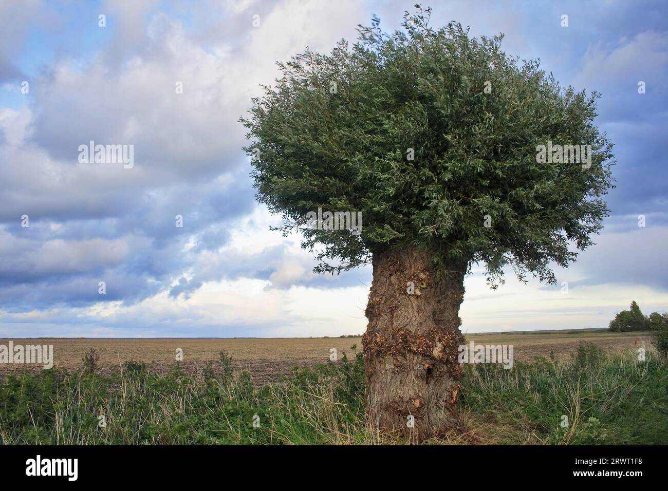 Salice di testa, Wustrow, Fischland-Darss, Meclemburgo-Pomerania occidentale Foto Stock