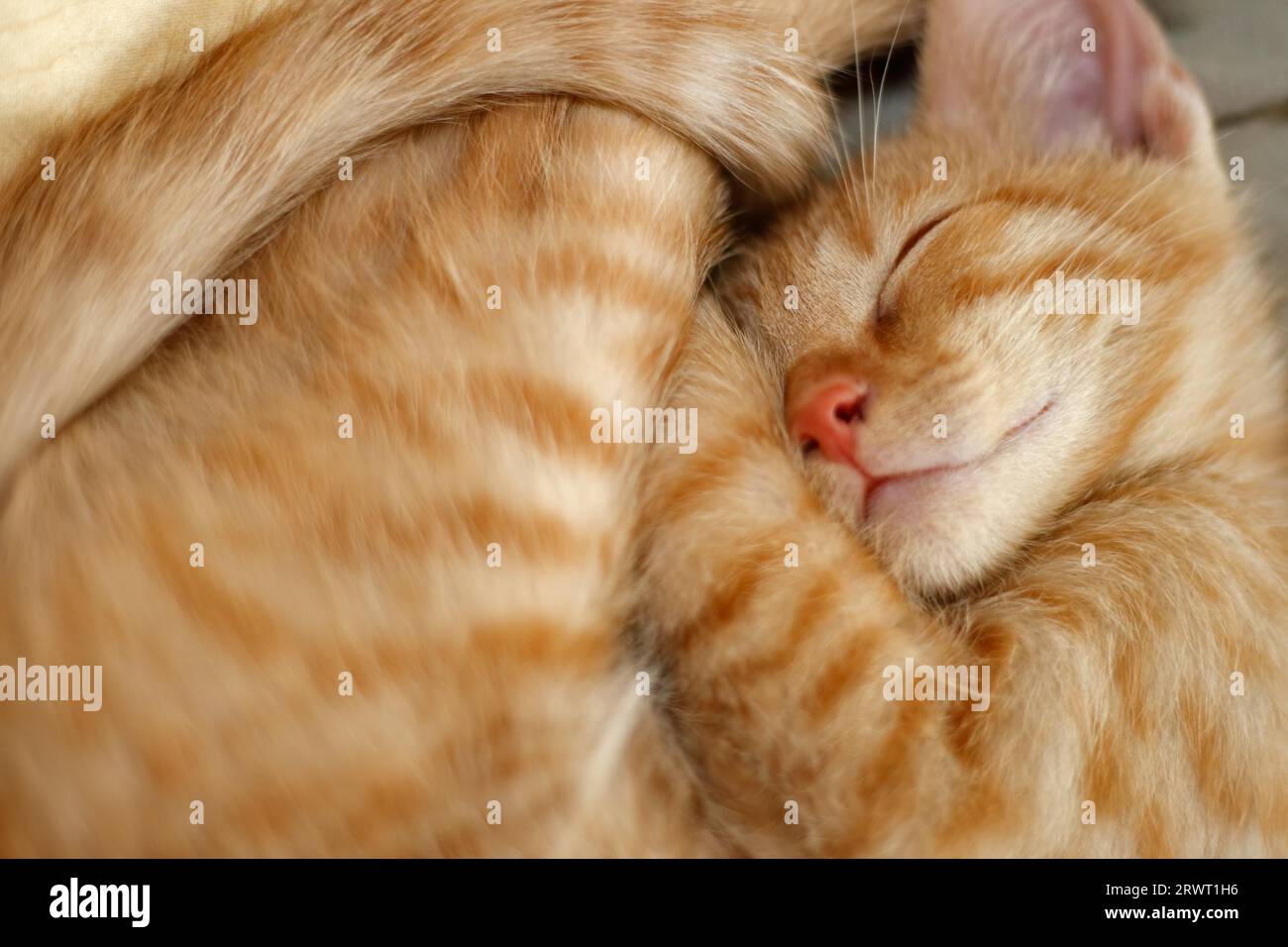 Giovane gatto maschio che dorme, European Shorthair Foto Stock