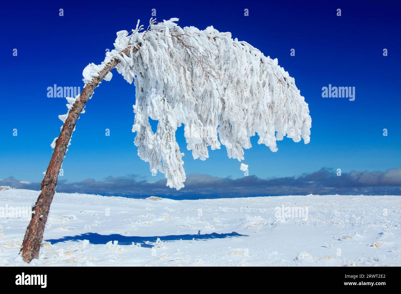 Alberi piegati dal peso del ghiaccio Foto Stock