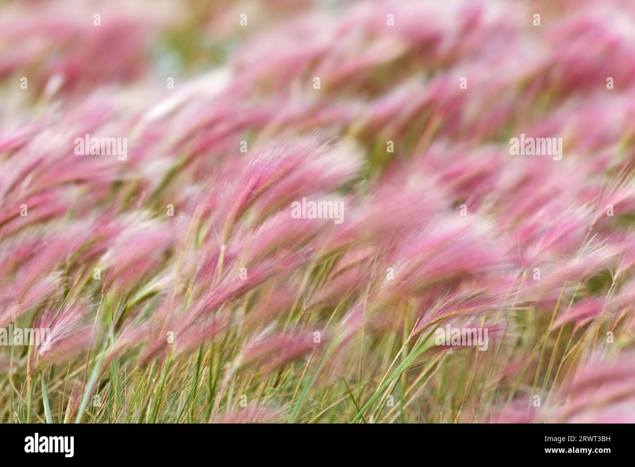 L'orzo Foxtail (Hordeum jubatum) predilige località soleggiate ed è tollerante al sale (Maehnengerste), l'orzo Foxtail è una specie pioniera o invasore Foto Stock