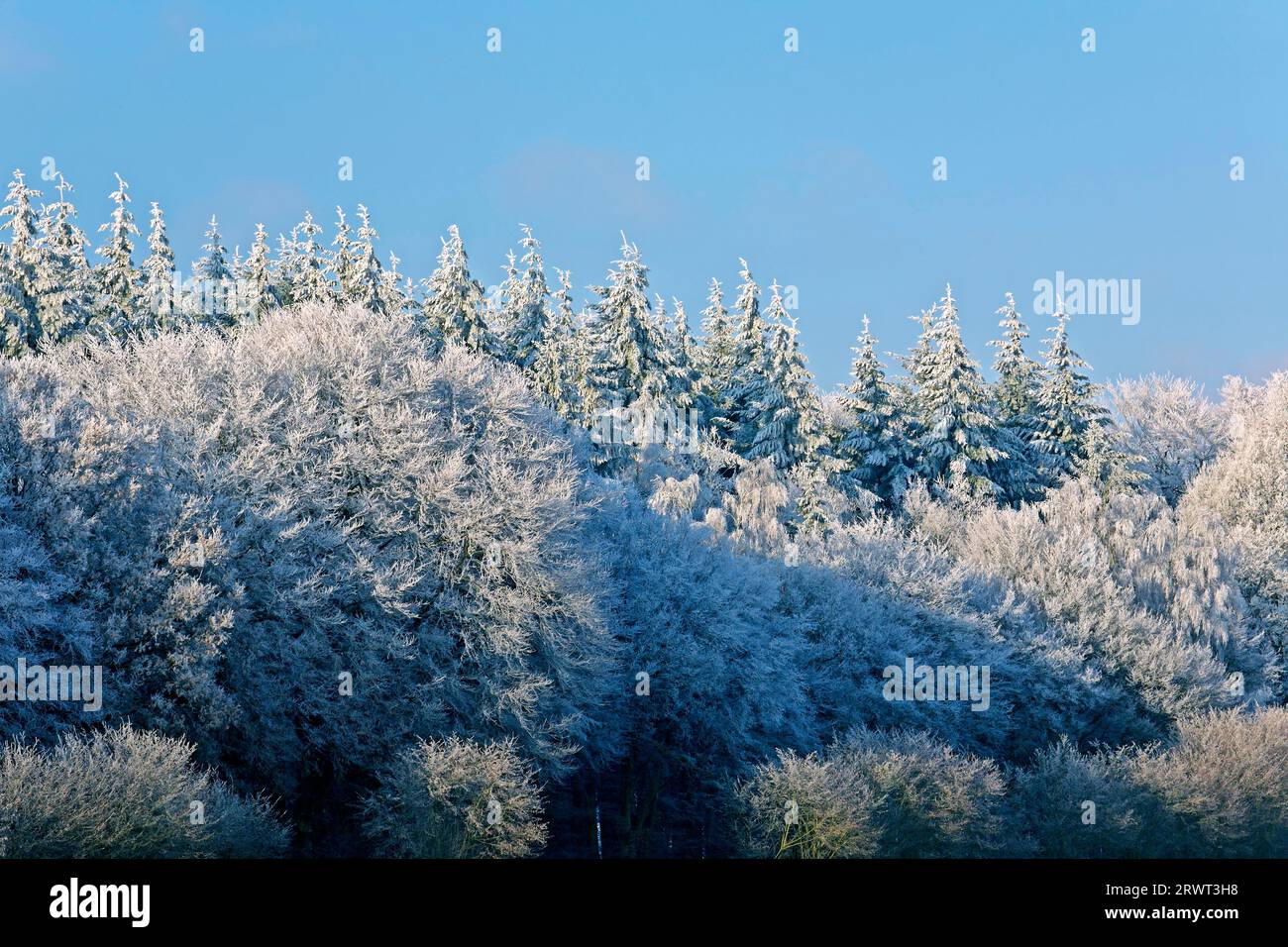 Foresta invernale con brina, foresta in inverno con brina hoar, Schierenwald, distretto di Steinburg Foto Stock