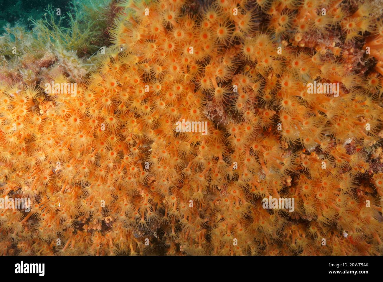 Grande campo di corallo giallo calice (Dendrophyllia), riserva marina del sito di immersione Cap de Creus, Rosas, Costa Brava, Spagna, Mar Mediterraneo, Europa Foto Stock