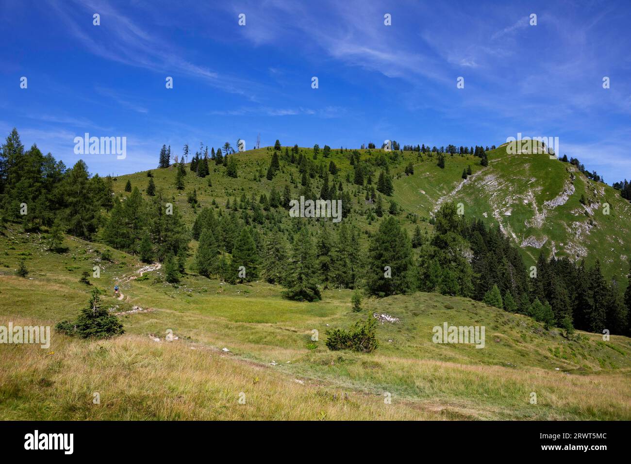 Sentiero escursionistico dal Wiesleralm al Wieslerhorn, Postalm, Osterhorngruppe, Salzkammergut, Land Salzburg, Austria, Europa Foto Stock