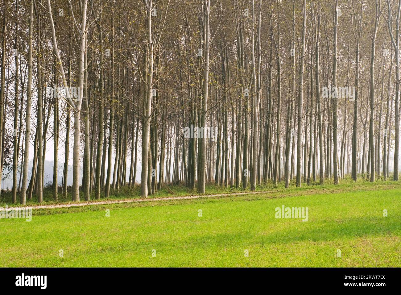 Un pioppo nei pressi di Morimondo, Lombardia, Pianura Padana, Italia Foto Stock