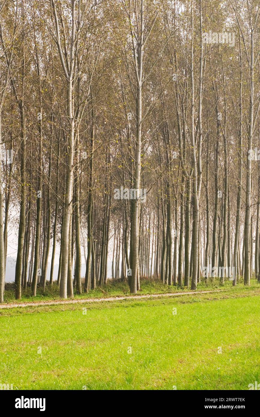 Pioppo nei pressi di Morimondo, Lombardia, Pianura Padana, Italia Foto Stock