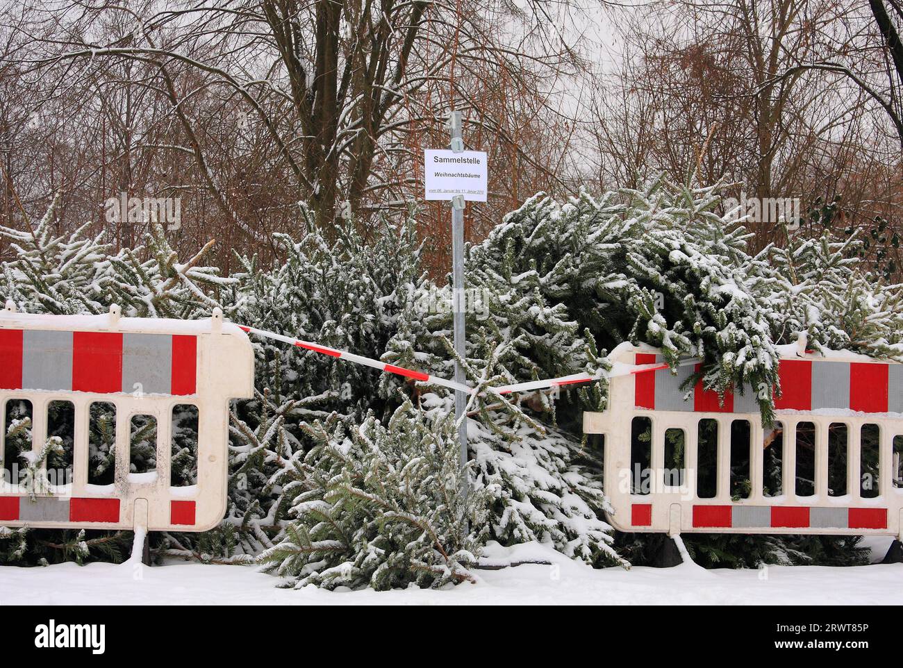 Punto di raccolta dell'albero di Natale innevato e cordonato, sfondo forestale, dettaglio Foto Stock