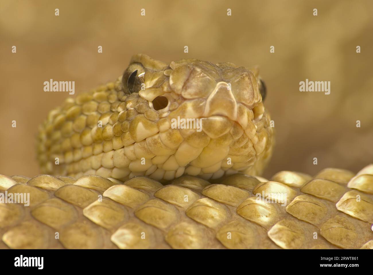 Ritratto di Rattlesnake Foto Stock