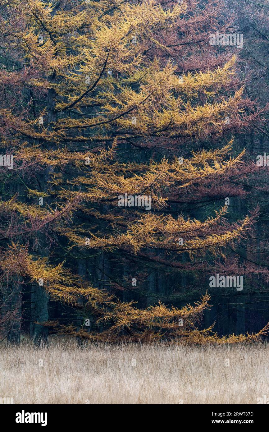 Foresta di larici in autunno ai margini di un prato forestale, foresta di larici in autunno, Lohfiert, Schleswig-Holstein Foto Stock
