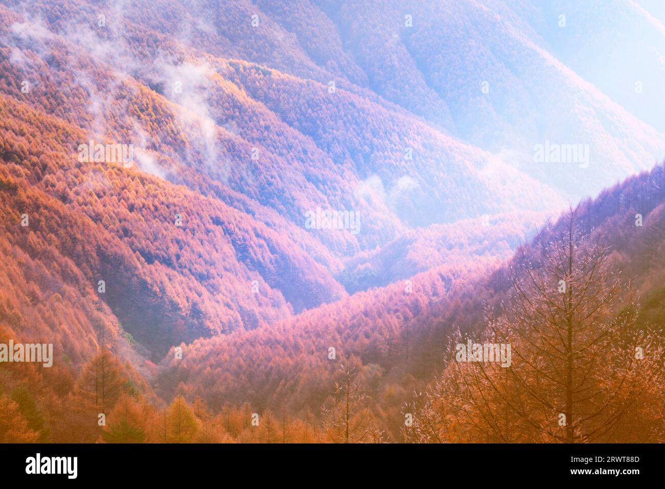 Foto ariosa della foresta di larici nelle foglie autunnali e luce mattutina vicino al passo Takeishi Foto Stock