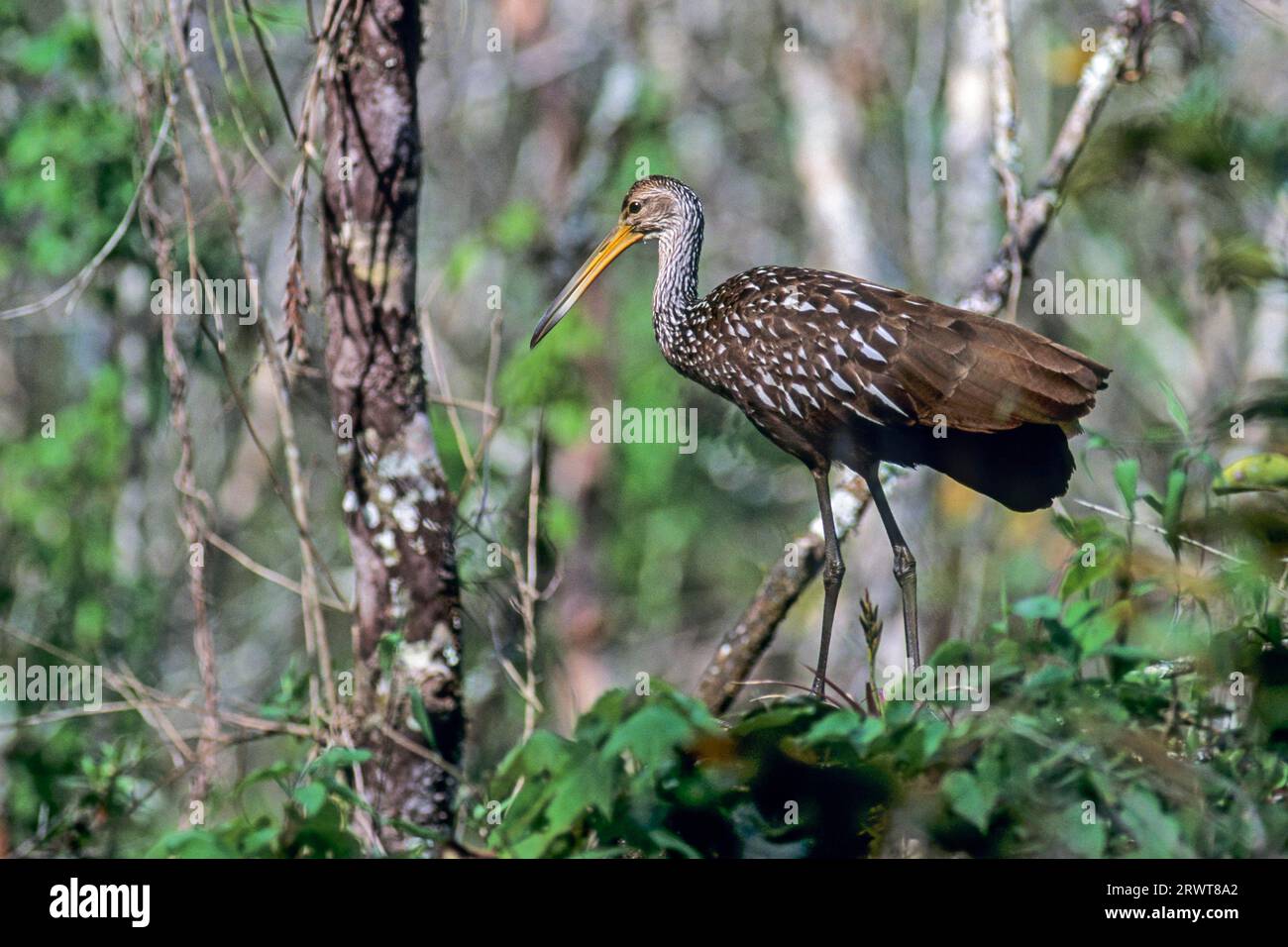 Limpkin (Aramus guarauna), le sue prede preferite sono le lumache di mela (foto Limpkin nella giungla), Limpkin nutre principalmente lumache di mele (piangere uccello) (foto Foto Stock