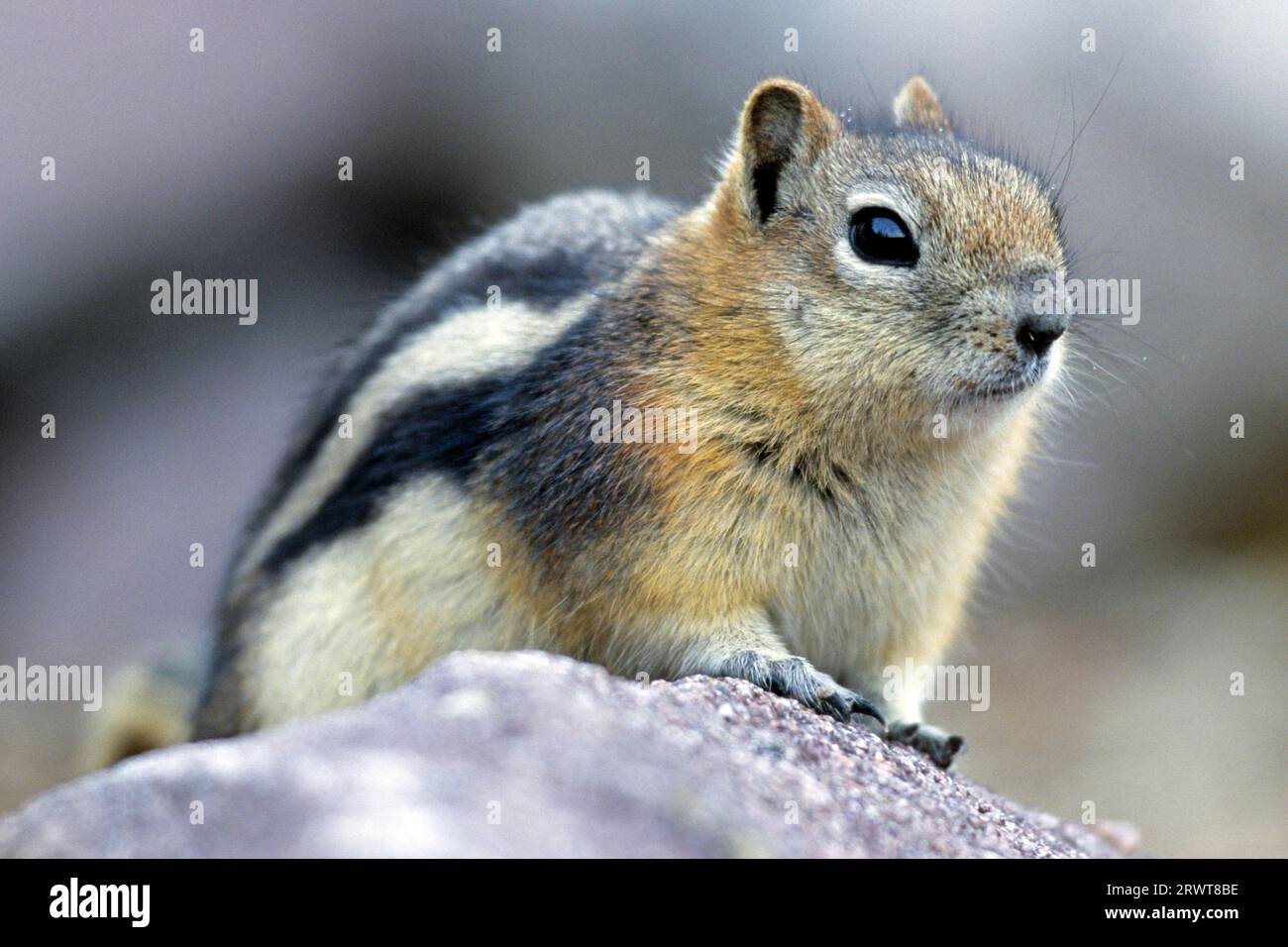 Scoiattolo macinato dorato (Callospermophilus lateralis) ibernati durante l'inverno (foto adulti su una roccia) Foto Stock