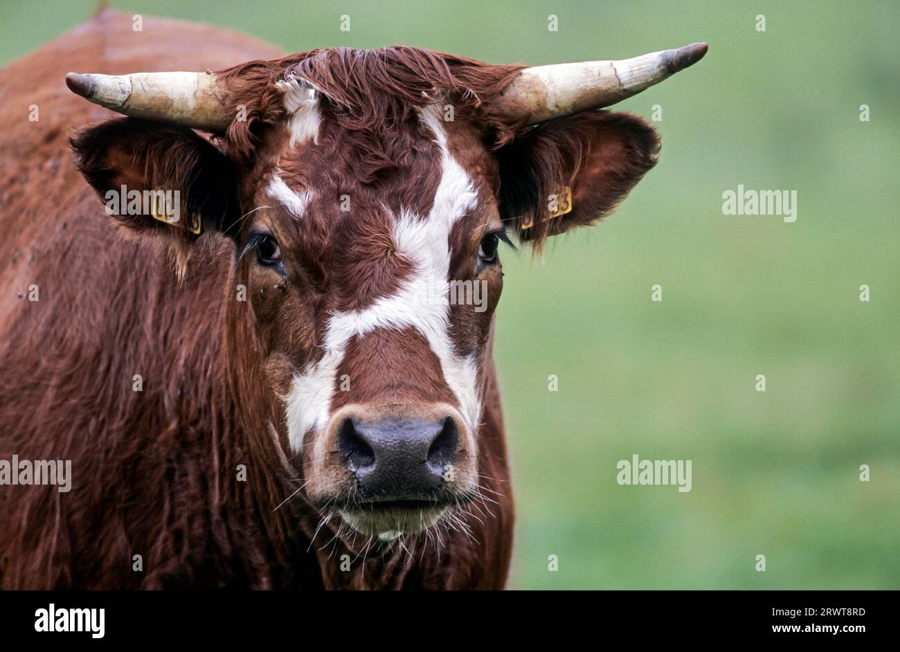 Allevamenti domestici (Bos primigenius taurus), il periodo di gestazione è di circa 9 mesi (foto ritratto di una mucca), bestiame domestico, il periodo di gestazione è Foto Stock