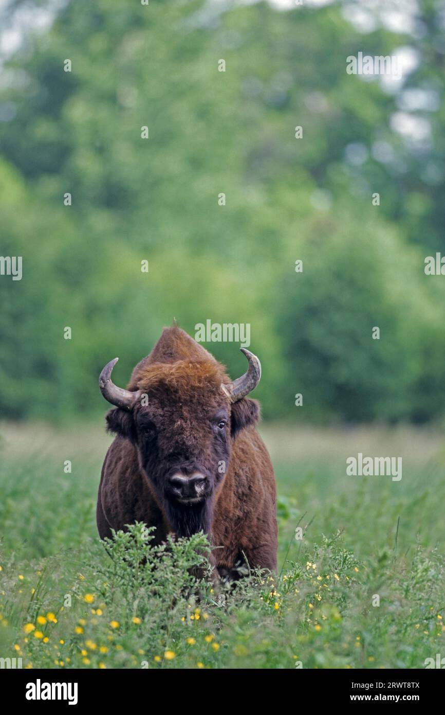 Wisentbulle auf einer Waldwiese (Flachlandwisent) (European Bison), toro europeo Bison in piedi in un prato forestale (Wisent) (European Wood Bison) Foto Stock