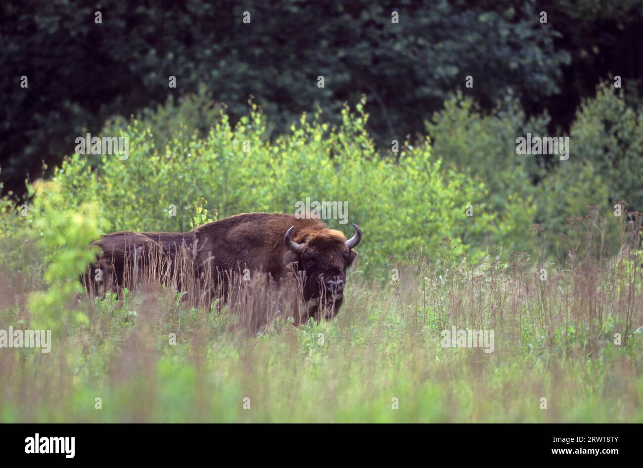 Wisentbulle auf einer Waldlichtung (Flachlandwisent) (European Bison), toro European Bison in una radura forestale (Wisent) (European Wood Bison) Foto Stock