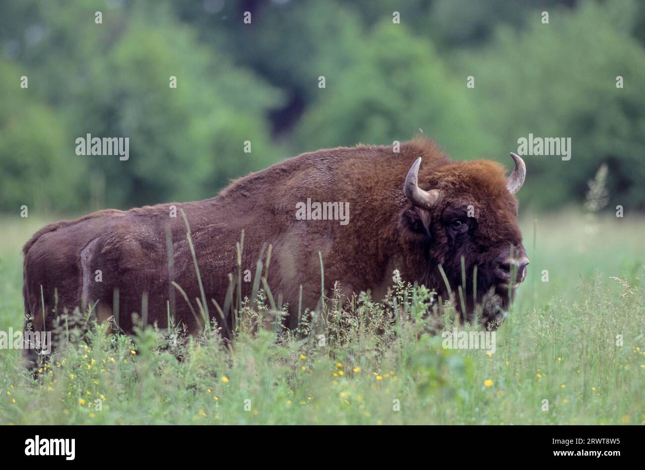 Wisentbulle auf einer Waldwiese (Flachlandwisent) (European Bison), toro europeo Bison in piedi in un prato forestale (Wisent) (European Wood Bison) Foto Stock