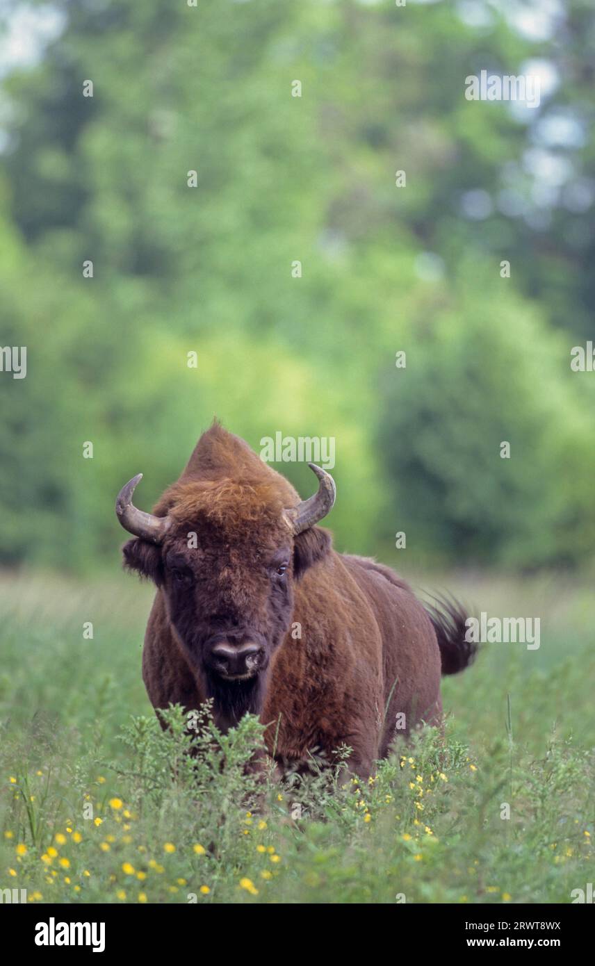 Wisentbulle auf einer Waldwiese (Flachlandwisent) (European Bison), toro europeo Bison in piedi in un prato forestale (Wisent) (European Wood Bison) Foto Stock