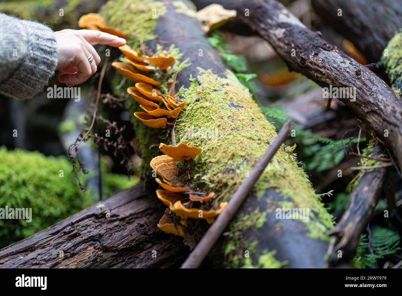 funghi nel cespuglio della tasmania Foto Stock