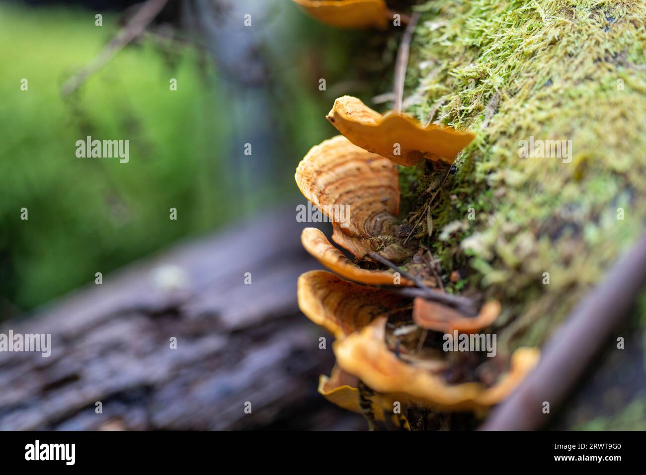 funghi nel cespuglio della tasmania Foto Stock