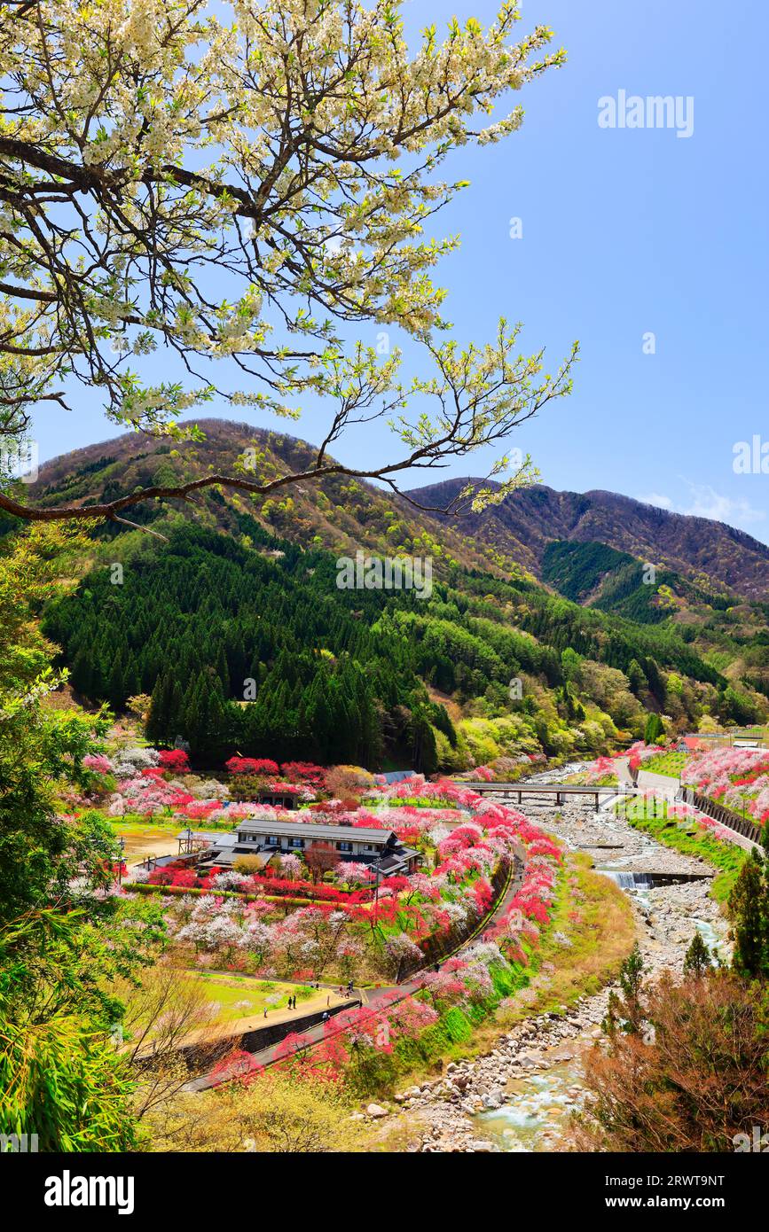 Hanamomo no Sato visto dalla Prefectural Road 477 Foto Stock