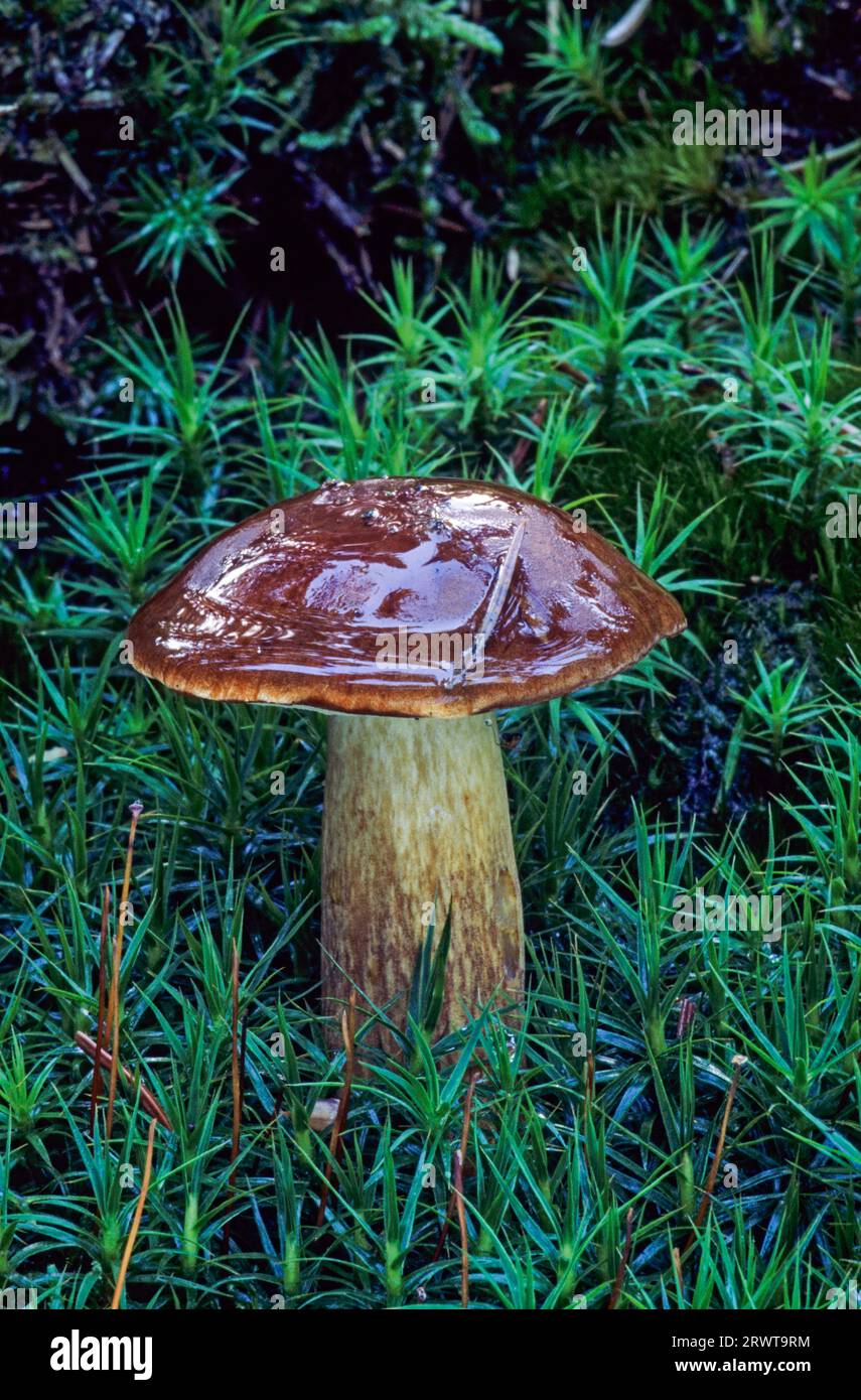 Il Maronen-Roehrling è un fungo commestibile popolare e comune (Braunkappe) (fungo blu), il Bay Bolete (Boletus badius) è un fungo commestibile popolare Foto Stock