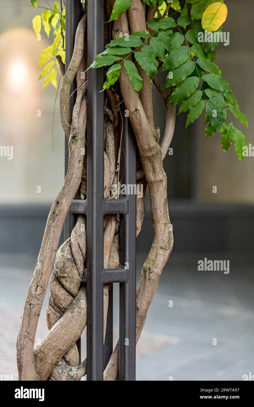 Pioggia dorata (Laburnum anagyroides), fagioli, corsa dorata, arbusto giallo, tronco e rami, legno, asse di tiro, tendine con corteccia saldamente racchiusa in Foto Stock