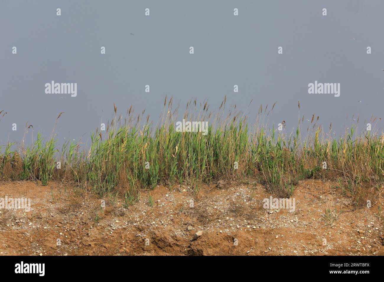 Canne su terreni salini alcalini, Cina settentrionale Foto Stock