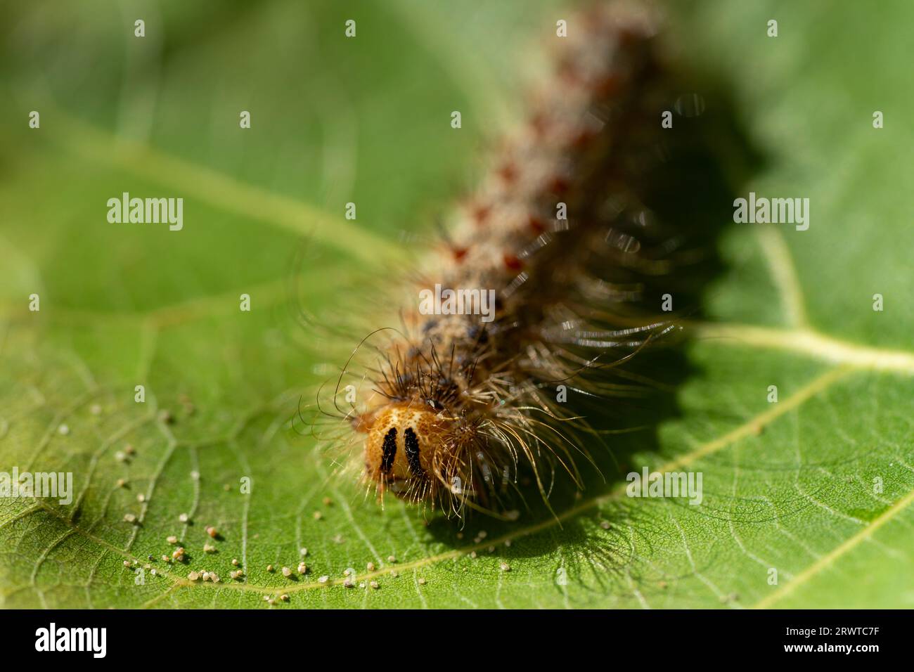 falena processionaria di quercia caterpillar su un impianto Foto Stock