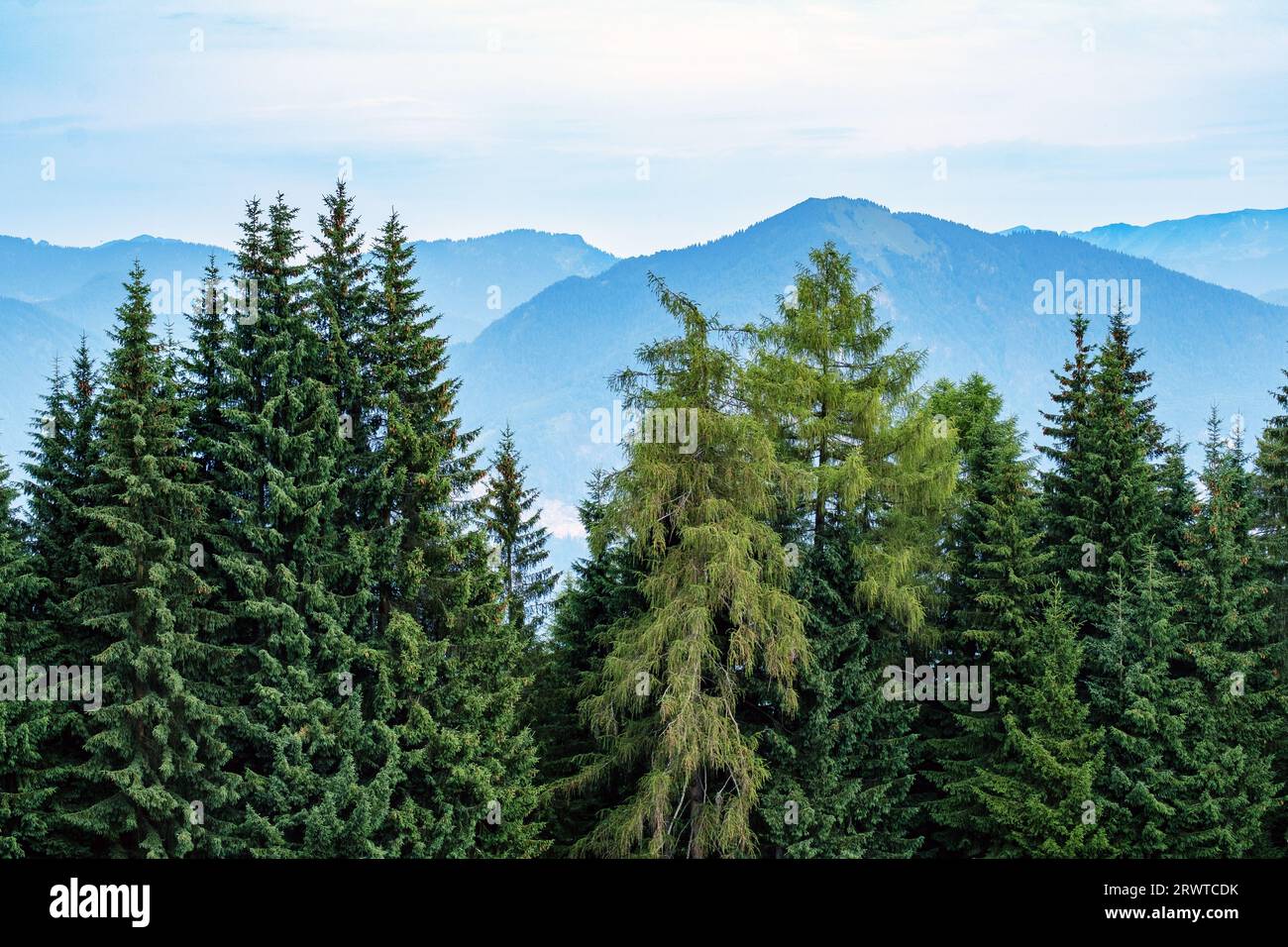 Alti alberi con sfondo di montagne nelle Alpi di Kitzbühel, Tirolo, Austria Foto Stock