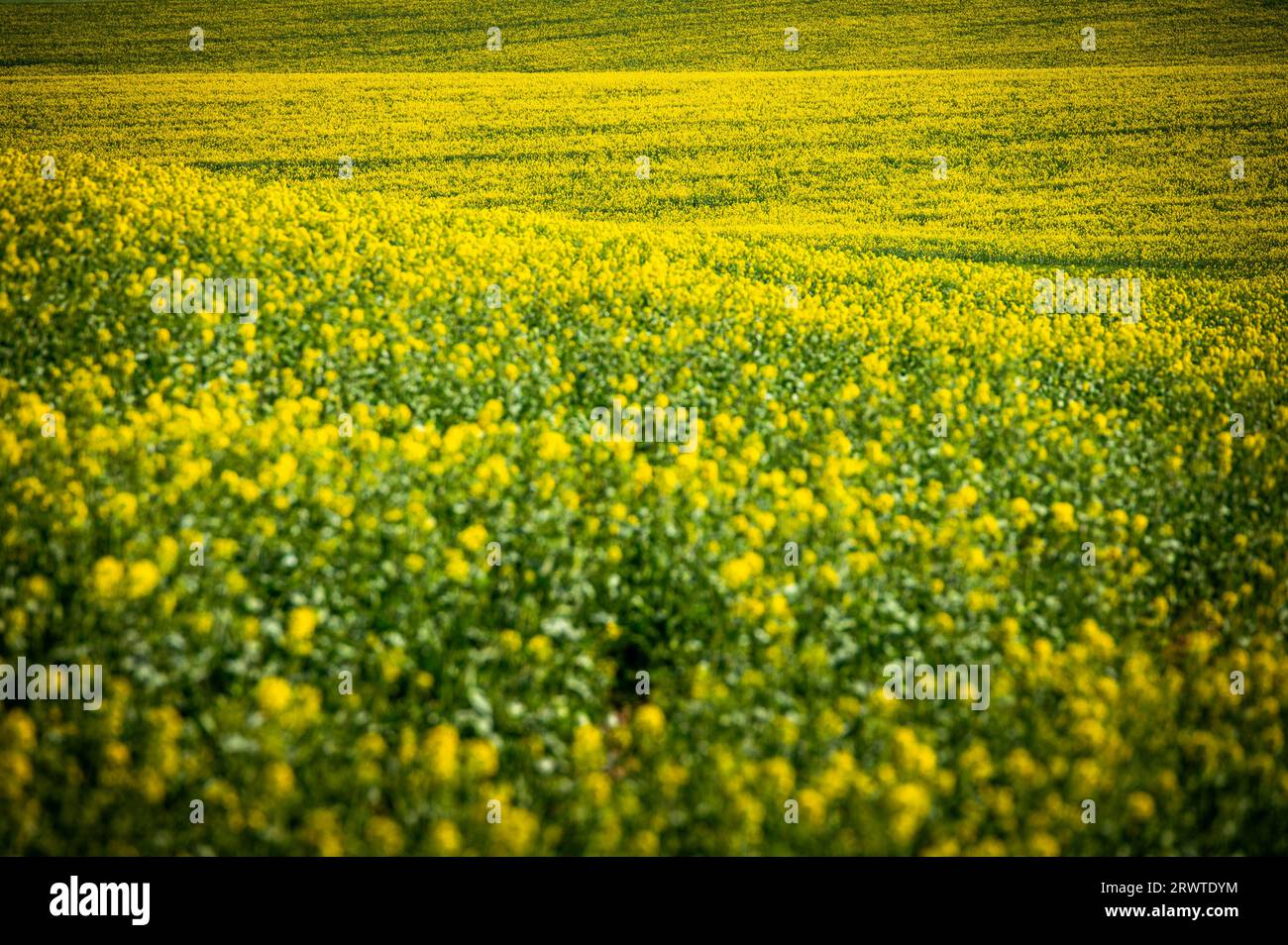 Arte della natura: Campi di colza e grano in piena fioritura, sullo splendido cielo blu in un paesaggio agricolo rurale Foto Stock