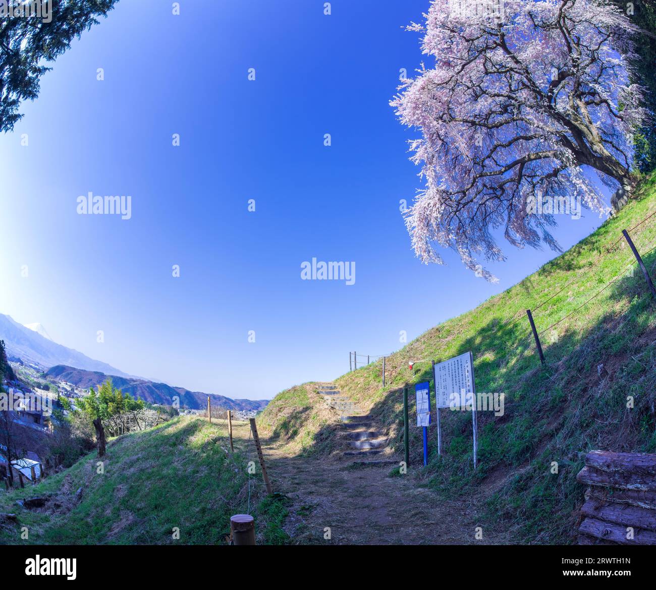 Paesaggi di Yamanashi che piangono ciliegi su una piccola collina e sul monte Fuji in lontananza Foto Stock