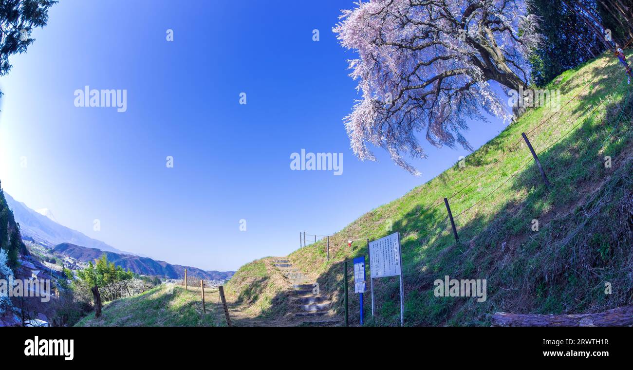 Paesaggi di Yamanashi che piangono ciliegi su una piccola collina e sul monte Fuji in lontananza Foto Stock