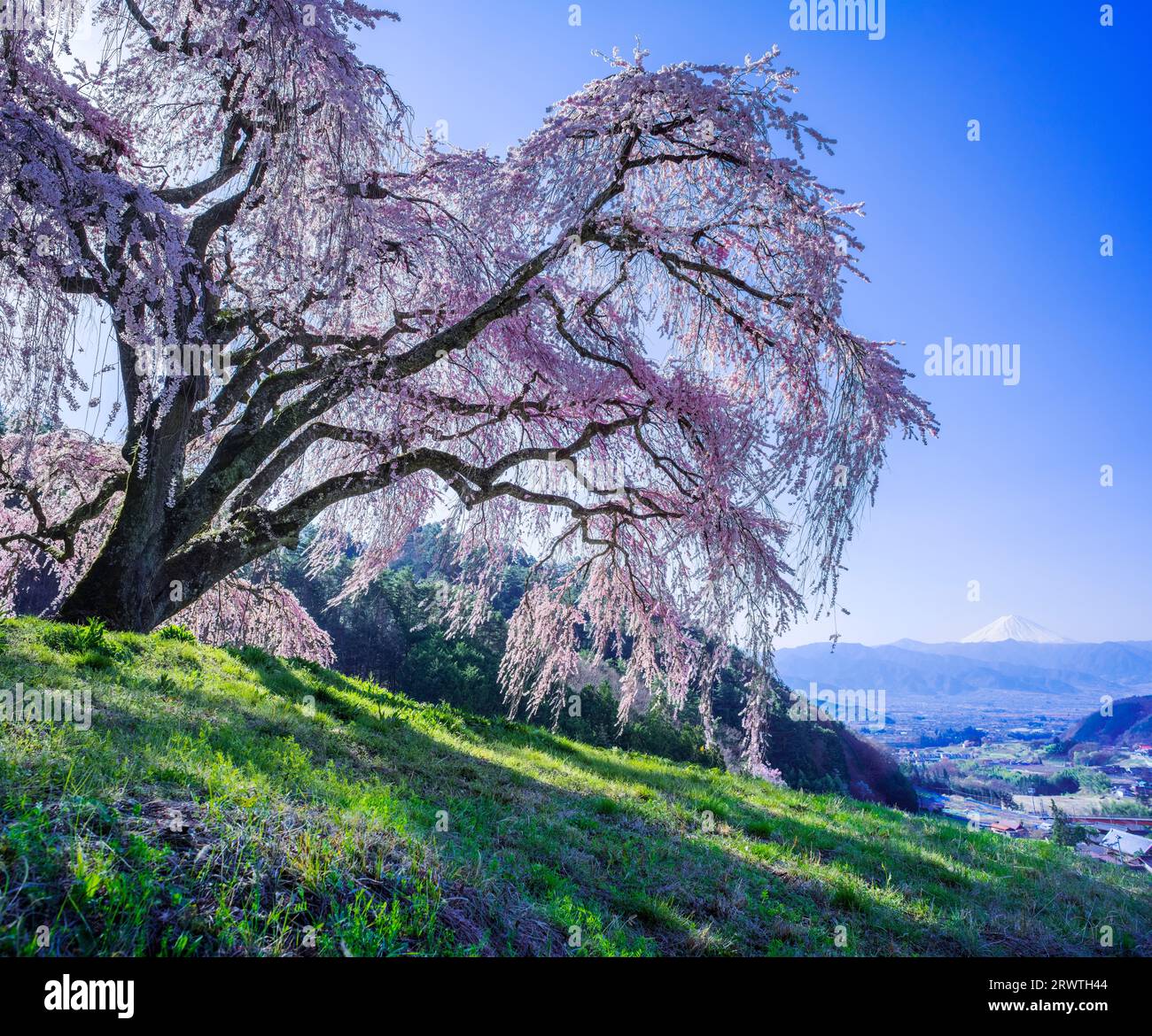 Paesaggi di Yamanashi che piangono ciliegi su una piccola collina e sul monte Fuji in lontananza Foto Stock
