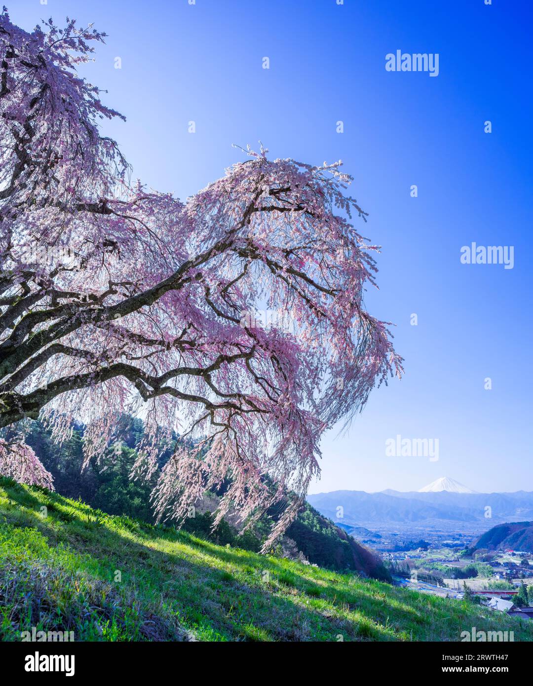 Paesaggi di Yamanashi che piangono ciliegi su una piccola collina e sul monte Fuji in lontananza Foto Stock