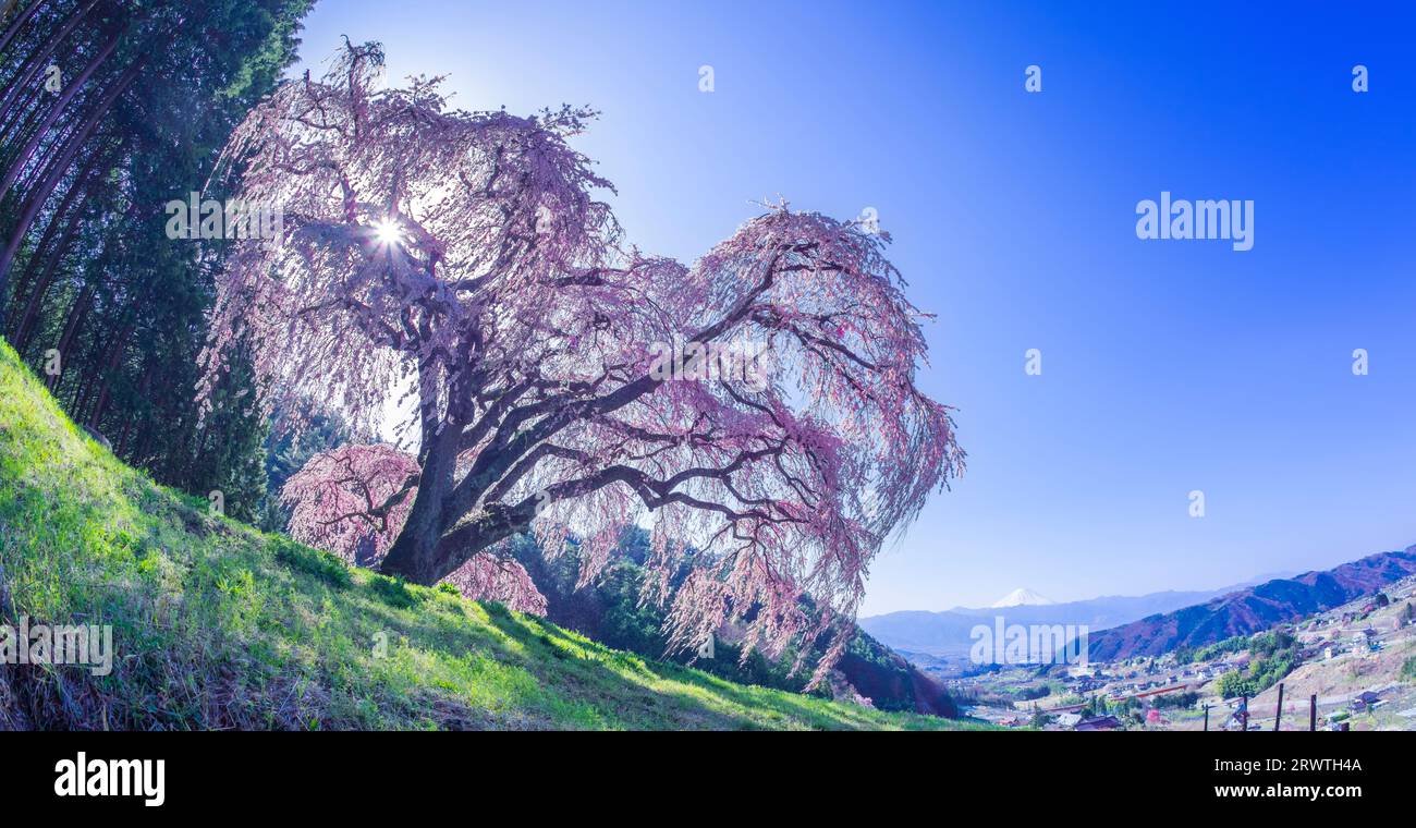 Paesaggi di Yamanashi che piangono ciliegi su una piccola collina e sul monte Fuji in lontananza Foto Stock