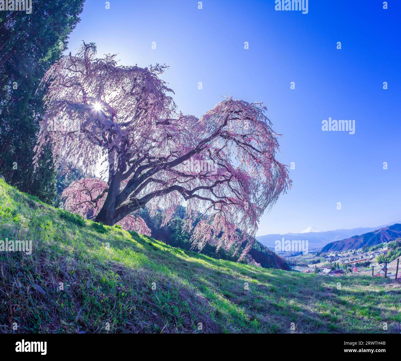 Paesaggi di Yamanashi che piangono ciliegi su una piccola collina e sul monte Fuji in lontananza Foto Stock