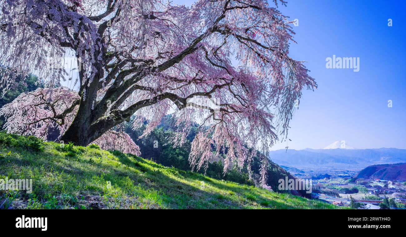 Paesaggi di Yamanashi che piangono ciliegi su una piccola collina e sul monte Fuji in lontananza Foto Stock