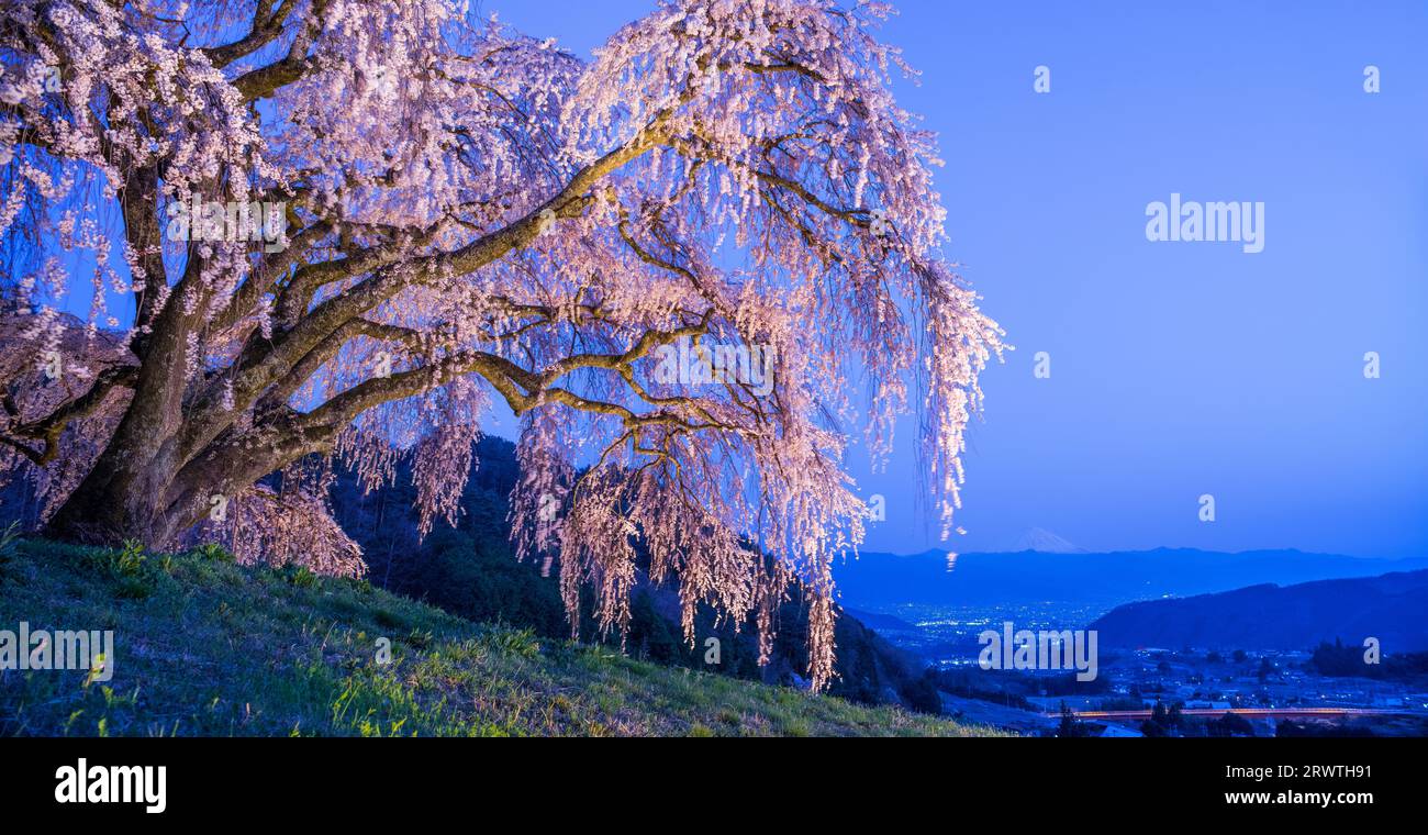 Paesaggi di Yamanashi che piangono ciliegi su una piccola collina e sul monte Fuji in lontananza Foto Stock