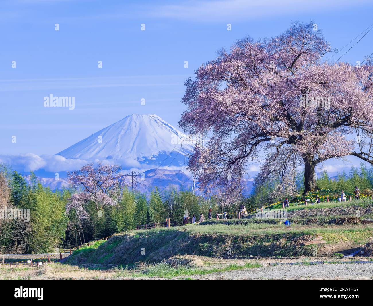 Scenario di Yamanashi: Fiori di ciliegio e il monte Fiori di ciliegio a Wani Mound Foto Stock
