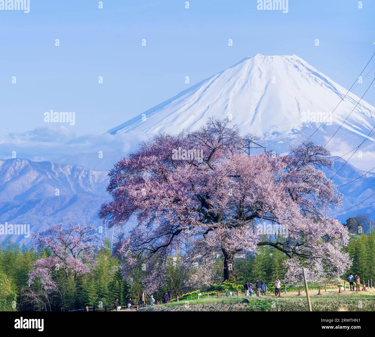 Scenario di Yamanashi: Fiori di ciliegio e il monte Fiori di ciliegio a Wani Mound Foto Stock