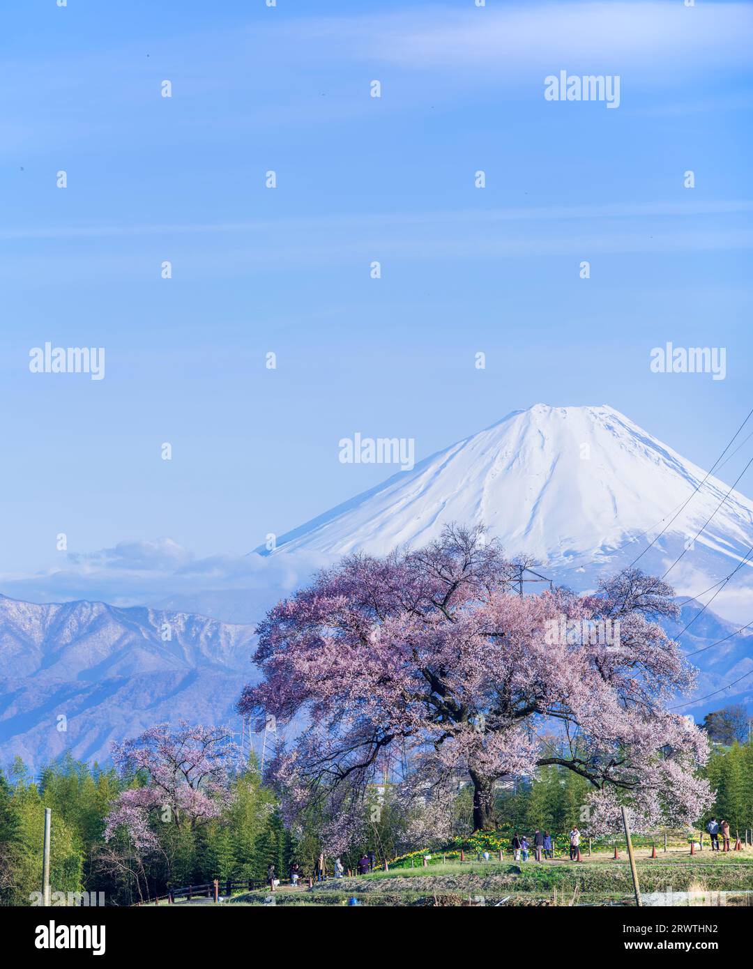 Scenario di Yamanashi: Fiori di ciliegio e il monte Fiori di ciliegio a Wani Mound Foto Stock